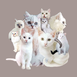 &lt;Cats_collage&gt;白貓/可可清潔眼鏡的拼貼畫 第7張的照片