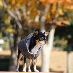 犬用 ダウンジャケット風 犬服 上着 コート 冬服 ジャケット 4枚目の画像