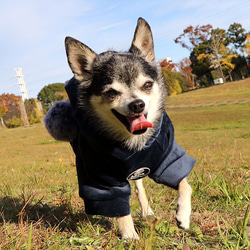 犬服 ベロア ポンポン付 可愛い 上着 冬服 おしゃれ パーカー 4枚目の画像