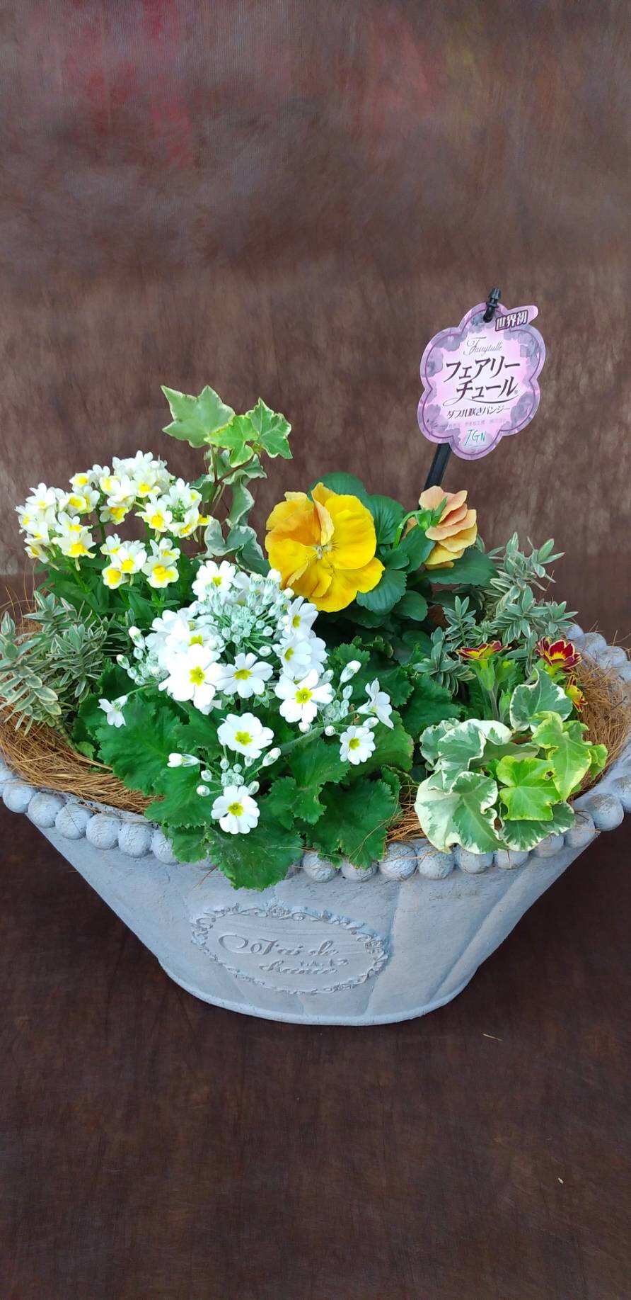 大人気新品 艶やかパンジー【きもの】のシックな籠寄せ植え