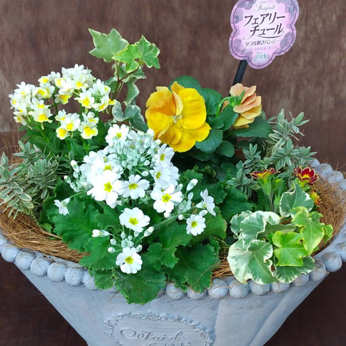 八重咲きパンジー『フェアリーチュール』の寄せ植え♡ その他