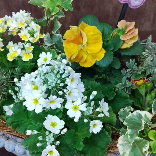 八重咲きパンジー『フェアリーチュール』の寄せ植え♡ その他