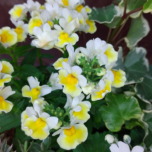 八重咲きパンジー『フェアリーチュール』の寄せ植え♡ その他