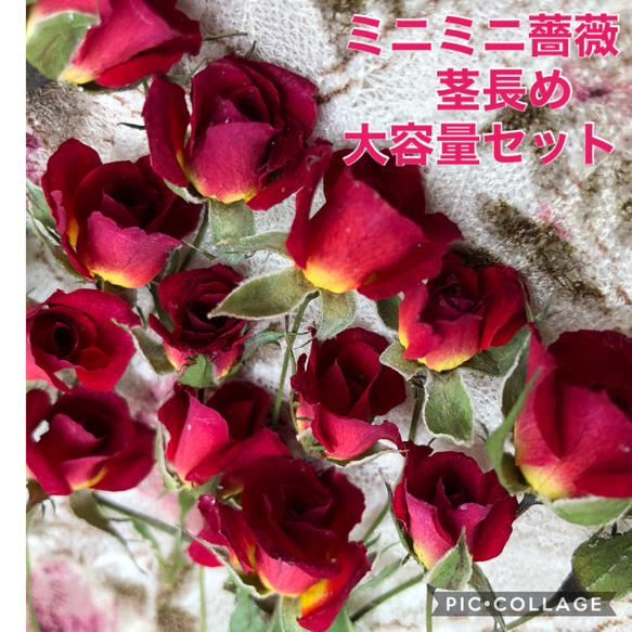 大容量！ミニミニ薔薇（茎長め）ドライフラワー☆25輪セット+おまけ2輪 