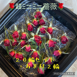 数量限定！超ミニミニ20輪セット+おまけ2輪付き★ミニ薔薇ドライフラワー★花材　素材★レジン加工アクセサリー　ビーズ等に 1枚目の画像