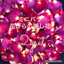 ミニミニ薔薇（茎長め）ドライフラワー☆15輪セット+おまけ1輪付き