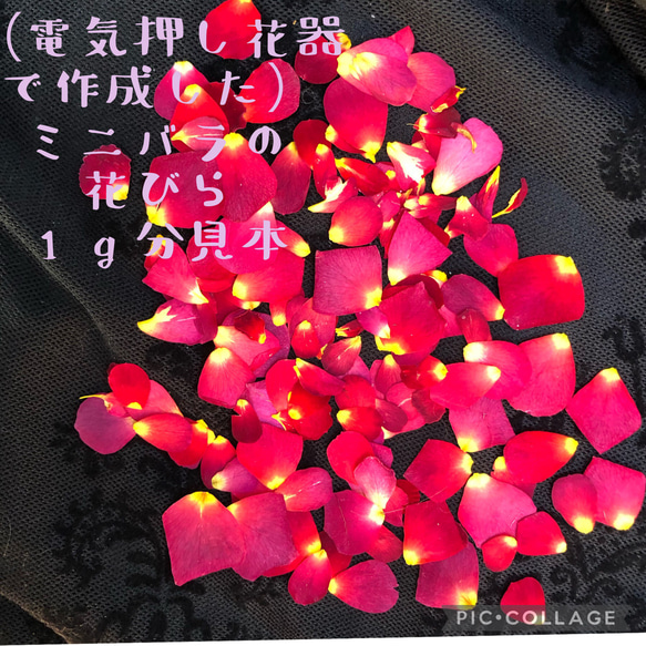 ミニ薔薇♡花びらの押し花2gセット★ミニバラ 花弁　ドライフラワー★花材　素材★レジン加工　ハンドメイドに★ 2枚目の画像