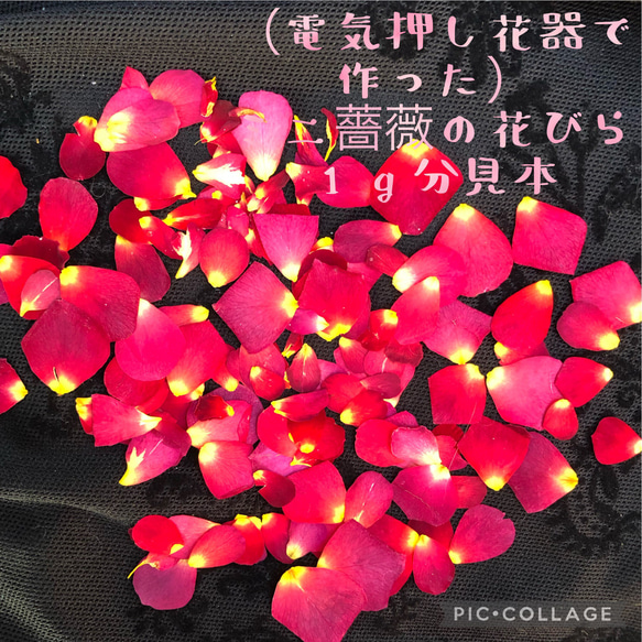 ❤︎送料無料！★ミニ薔薇　花びらの押し花1.5gセット★ミニバラ 花弁　ドライフラワー★花材　素材★レジン加工 2枚目の画像