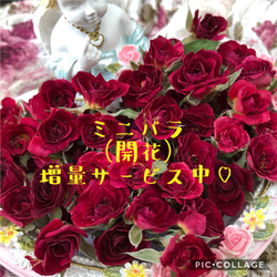 増量サービス中！！ミニ薔薇（開花）ドライフラワー★20輪セット+おまけ5輪付き！★おまけ2輪→5輪　限定増量中！ 3枚目の画像