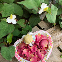 大容量！ミニ薔薇の花びら6gセット+αおまけ付き！（うすピンク）ドライフラワー★花弁ミニローズ★期間限定　数量限定★ 2枚目の画像