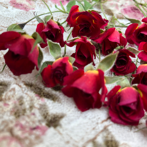 ミニミニ薔薇（茎長め）ドライフラワー☆15輪セット+おまけ1輪付き