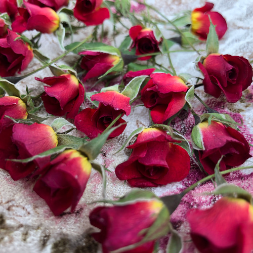 ドライフラワー❇️ミニバラ 長め❣️ ミニミニ薔薇（茎長め）ドライフラワー☆15輪セット+おまけ1輪付き