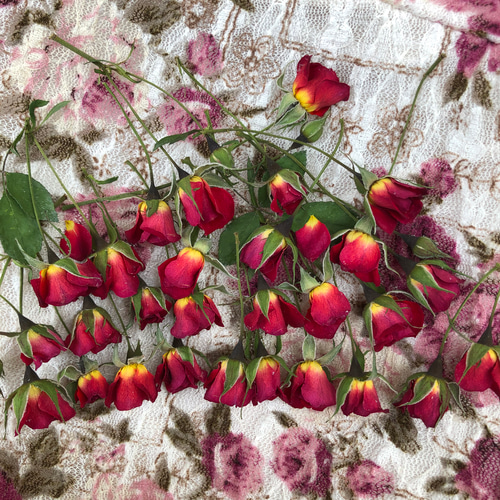 ドライフラワー❇️ミニバラ 長め❣️ ミニミニ薔薇（茎長め）ドライフラワー☆15輪セット+おまけ1輪付き