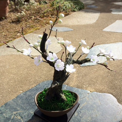 [再販‼︎受注製作]盆栽〜クレイの梅の花〜 1枚目の画像