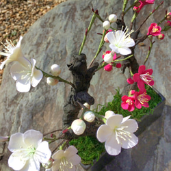[再販‼︎受注製作]盆栽〜クレイの梅の花〜 4枚目の画像