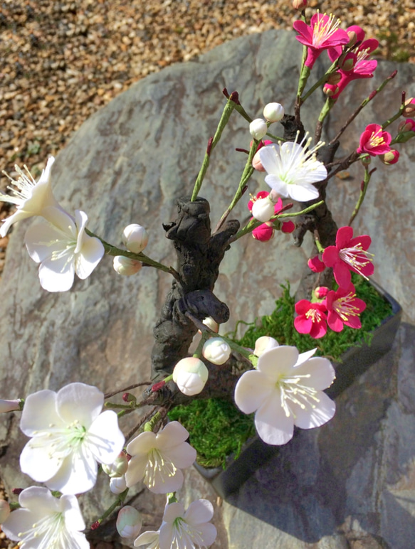 [再販‼︎受注製作]盆栽〜クレイの梅の花〜 4枚目の画像
