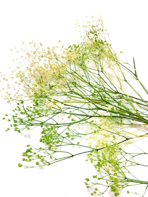 花材セット　ミニカスミソウ　フラワーベール　白／グリーン　３グラム 1枚目の画像