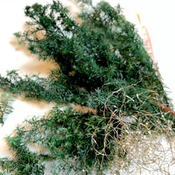 花材セット　クリスマス　ハーバリウム　ソフトヒムロスギとラメッタカール 1枚目の画像