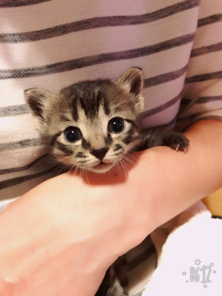 かわいいペット 似顔絵 ナイーブアート オーダーメード