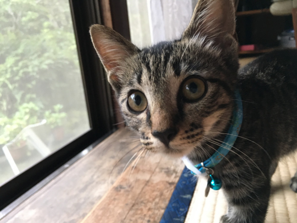 かわいいペット 似顔絵 ナイーブアート オーダーメード