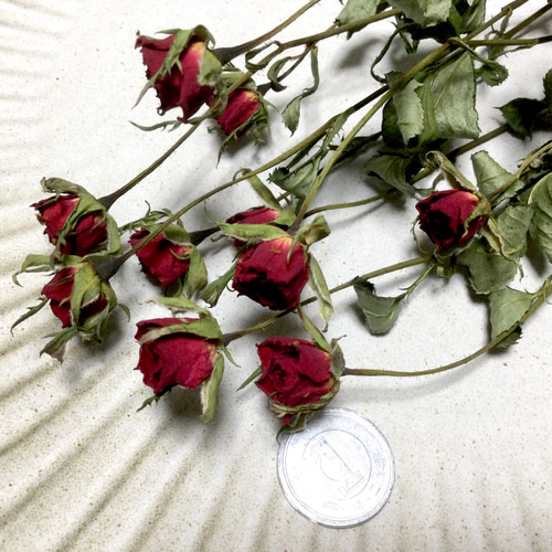 ドライフラワー❇️ミニバラ❣️ ミニミニ薔薇！ミニバラ ドライフラワー☆20輪セット+おまけ2輪付き