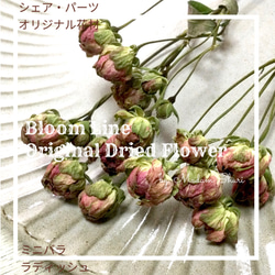 小さめミニバラ リトルマーベル 10輪 自家製 ドライフラワー その他