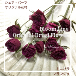 小さめミニバラ リトルマーベル 10輪 自家製 ドライフラワー その他