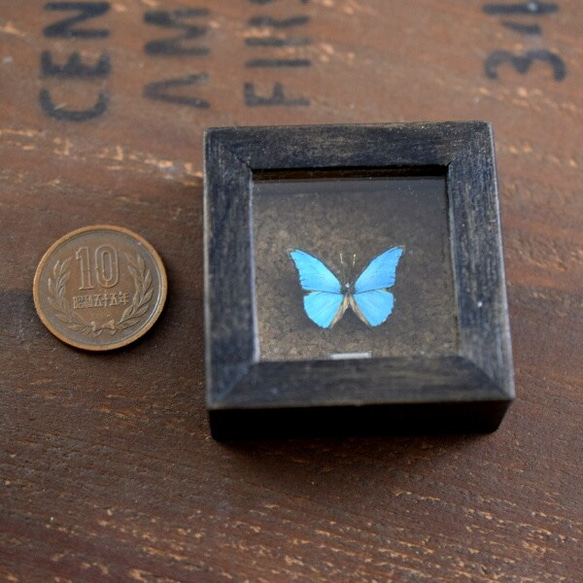 蝶のミニ標本　/C01 3枚目の画像