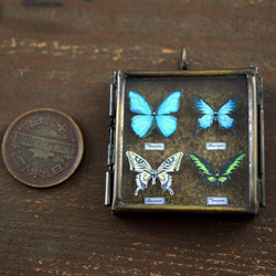 蝶のミニ標本　/B01 2枚目の画像