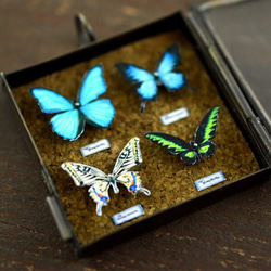 蝶のミニ標本　/B01 3枚目の画像