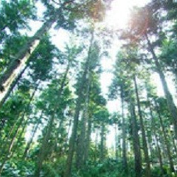 【無添加】能登の森の恵みがギュッと詰まった天然入浴液　500ｍｌ【樹木】100％天然成分 6枚目の画像