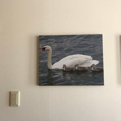 白鳥の親子 写真パネル インテリア 芸術 アート 3枚目の画像