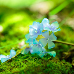 ２色紫陽花＜あじさい＞の簪（青紫） 6枚目の画像