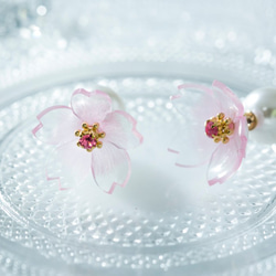 桜の耳飾り（河津桜） 3枚目の画像