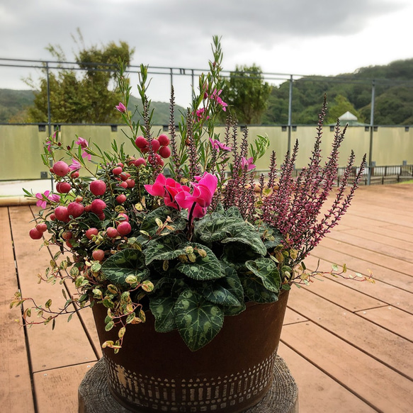 赤い真珠の木寄せ植えブリキローポット ペルネティア カルーナ