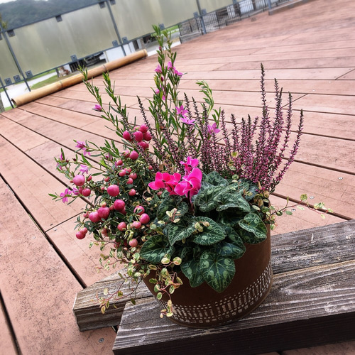 赤い真珠の木寄せ植えブリキローポット ペルネティア カルーナ