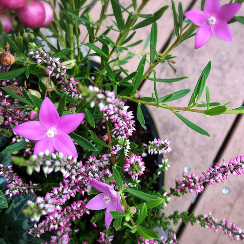 赤い真珠の木寄せ植えブリキローポット ペルネティア カルーナ