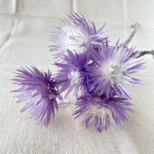 大地農園 シルバーデイジー 5輪セット ツートン ハーバリウム アロマ  