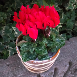 ☆陶器　植木鉢カバー　貼花 7枚目の画像