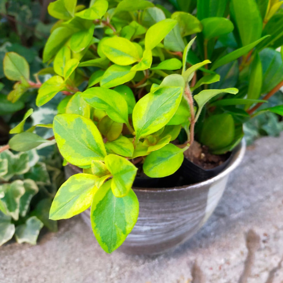 ☆陶器　植木鉢カバー　白化粧　脚付き 8枚目の画像