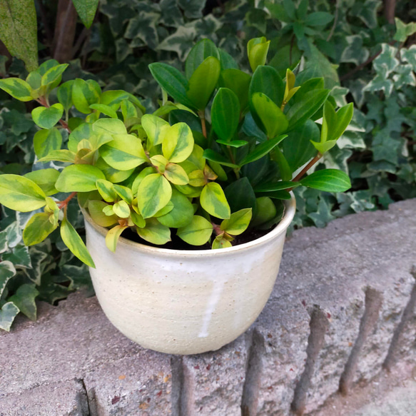 ☆陶器　ぽってりな植木鉢カバー 5枚目の画像