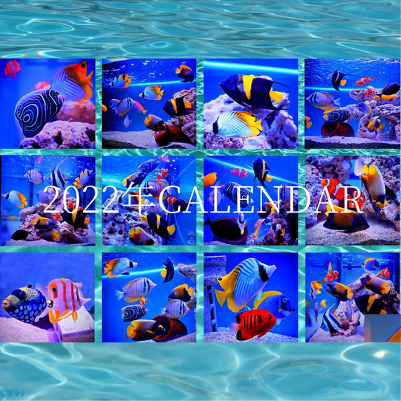 2022年海水魚卓上カレンダー　スクエアタイプ 1枚目の画像