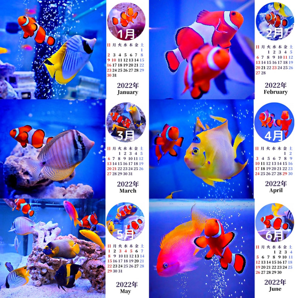 2022年カクレクマノミと海水魚たち卓上カレンダー　 4枚目の画像