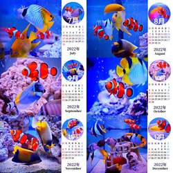 2022年カクレクマノミと海水魚たち卓上カレンダー　 5枚目の画像