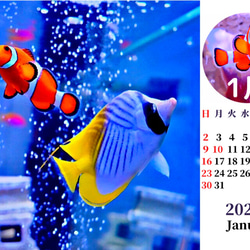 2022年カクレクマノミと海水魚たち卓上カレンダー　 6枚目の画像