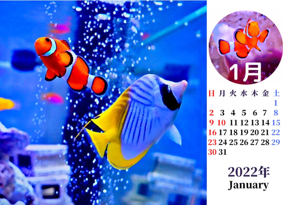 2022年カクレクマノミと海水魚たち卓上カレンダー　 6枚目の画像