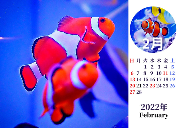 2022年カクレクマノミと海水魚たち卓上カレンダー　 7枚目の画像