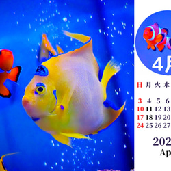 2022年カクレクマノミと海水魚たち卓上カレンダー　 8枚目の画像