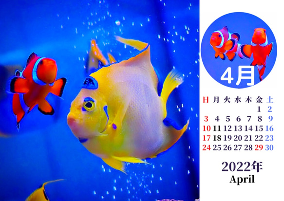 2022年カクレクマノミと海水魚たち卓上カレンダー　 8枚目の画像