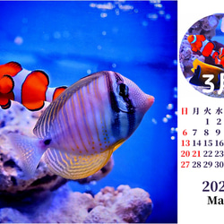 2022年カクレクマノミと海水魚たち卓上カレンダー　 9枚目の画像